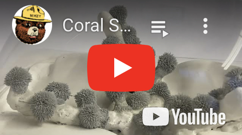Initial Coral Experiment